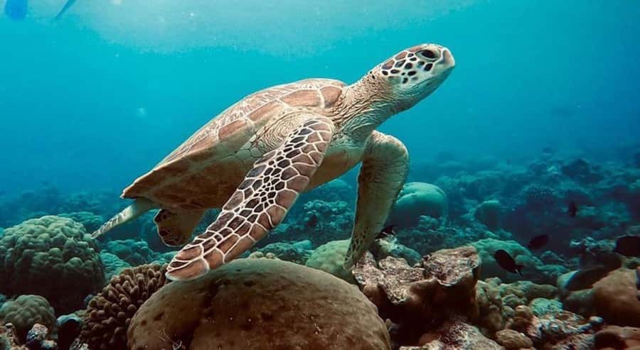 Swim with Sea Turtles, Kuza Cave, Paje Beach, The Rock Lunch - A long southern Zanzibar day with several big stops