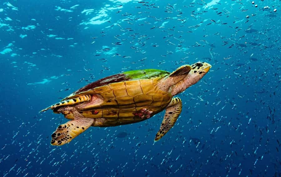 Swim with Sea Turtles, Kuza Cave, Paje Beach, The Rock Lunch - Salaam Cave and the sea turtles