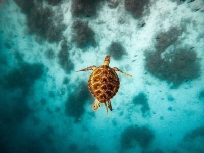 Swim with Sea Turtles, Kuza Cave, Paje Beach, The Rock Lunch