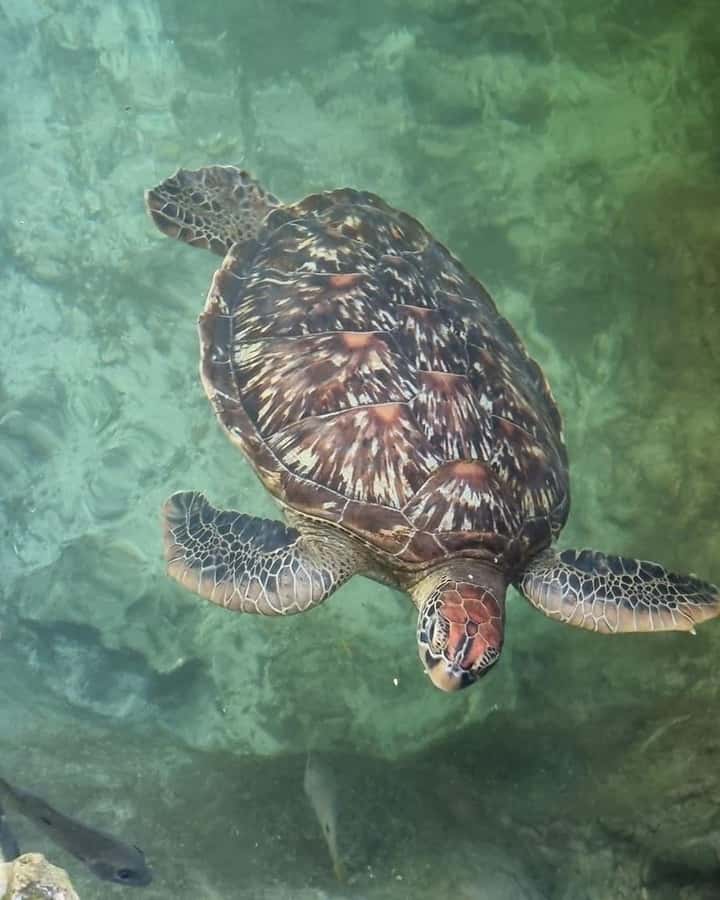 SWIMMING WITH TURTLES AT SALAAM CAVE AT KIZIMKAZI ZANZIBAR - What happens inside Salaam Cave