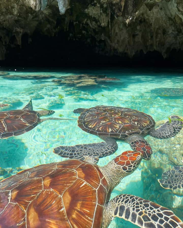SWIMMING WITH TURTLES AT SALAAM CAVE AT KIZIMKAZI ZANZIBAR - How long you really spend at the cave
