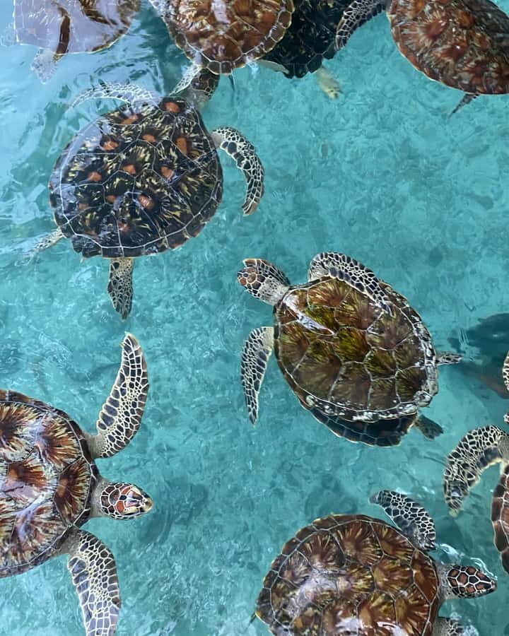 SWIMMING WITH TURTLES AT SALAAM CAVE AT KIZIMKAZI ZANZIBAR - Crowds, timing, and the small cave setting
