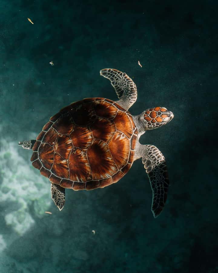 SWIMMING WITH TURTLES AT SALAAM CAVE AT KIZIMKAZI ZANZIBAR - A close look at the itinerary