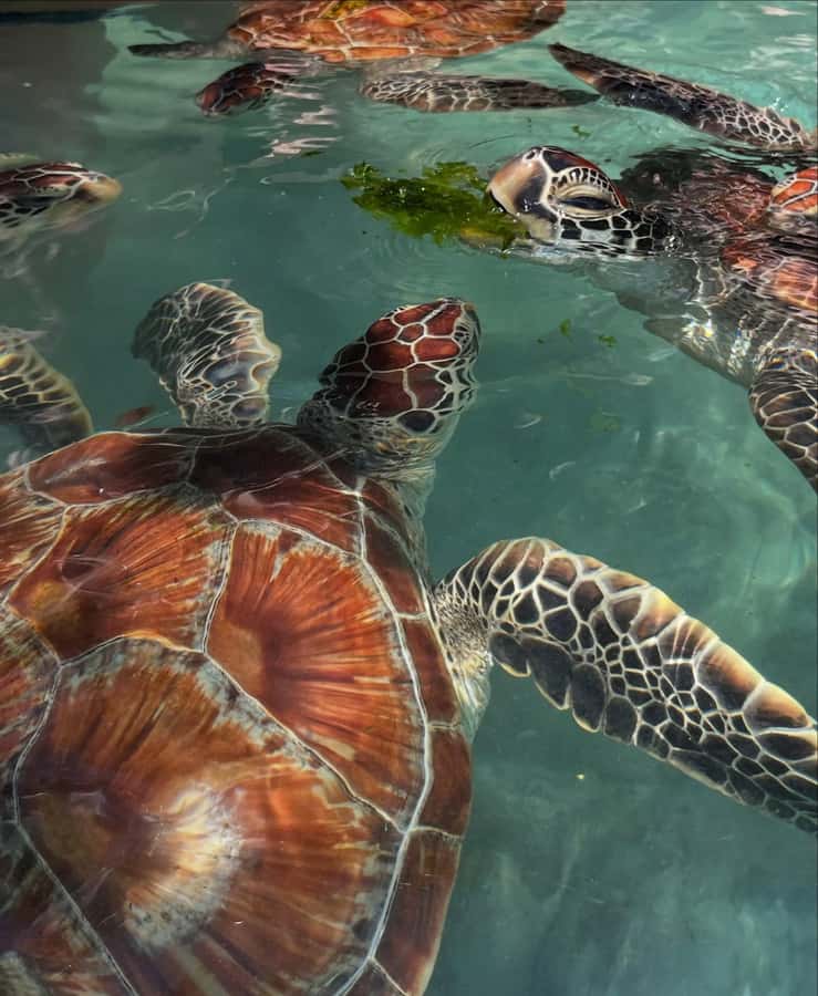 SWIMMING WITH TURTLES AT SALAAM CAVE AT KIZIMKAZI ZANZIBAR - Who will enjoy this experience most
