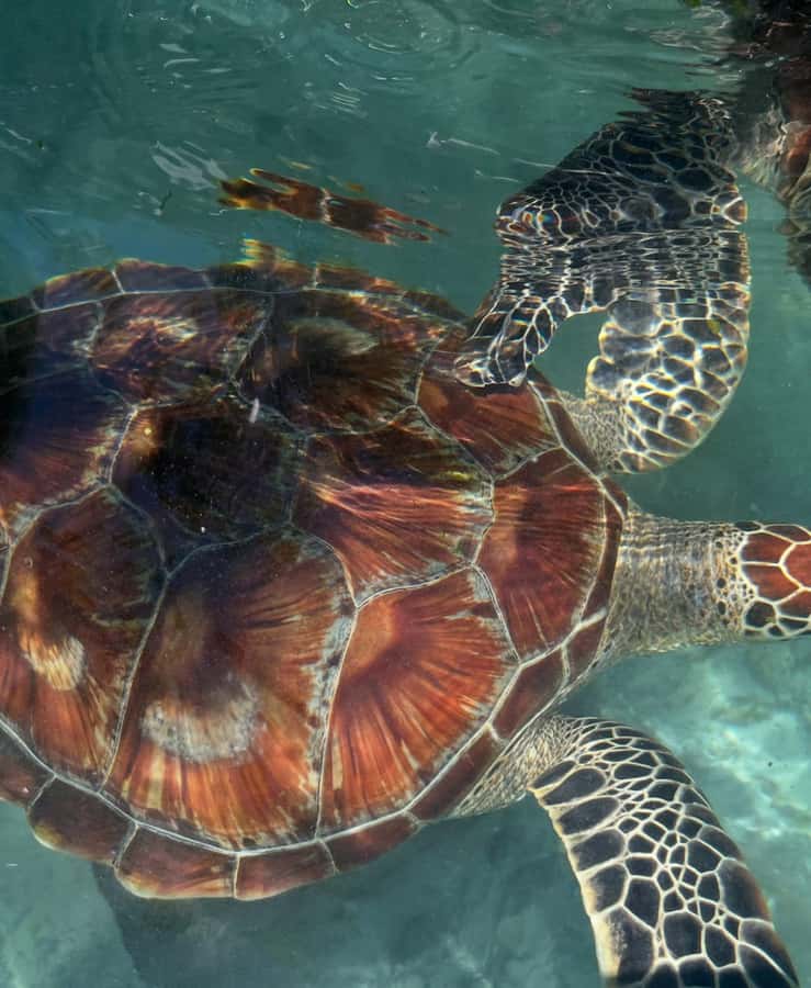 SWIMMING WITH TURTLES AT SALAAM CAVE AT KIZIMKAZI ZANZIBAR - Practical advice before you go