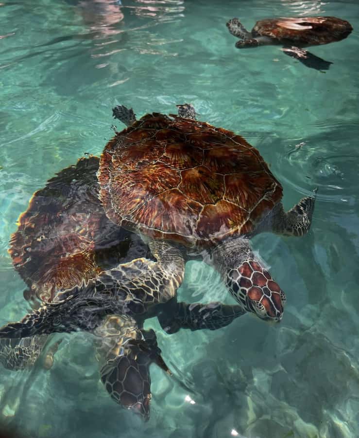SWIMMING WITH TURTLES AT SALAAM CAVE AT KIZIMKAZI ZANZIBAR - Should you book Salaam Cave?