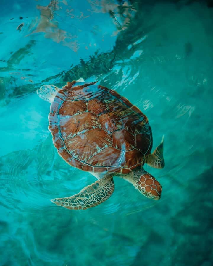 SWIMMING WITH TURTLES AT SALAAM CAVE AT KIZIMKAZI ZANZIBAR - The pickup from your Zanzibar hotel