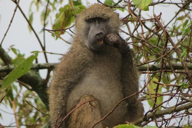 Tanzania - Arusha NP - Private Guided 4x4 Safari - Game Drive & Walking - Why Arusha National Park works so well as a day safari