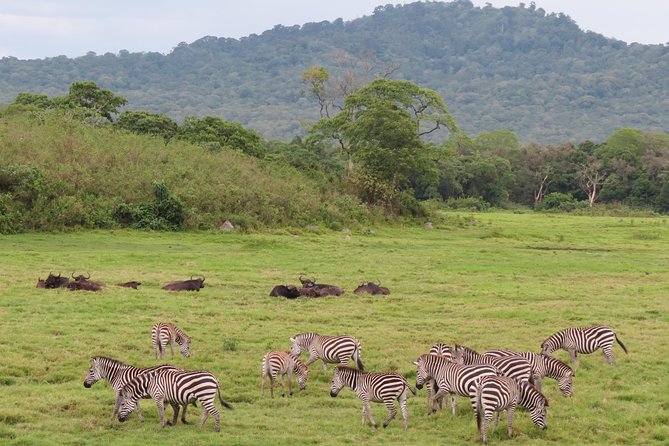 Tanzania - Arusha NP - Private Guided 4x4 Safari - Game Drive & Walking - Searching the rainforest for colobus monkeys