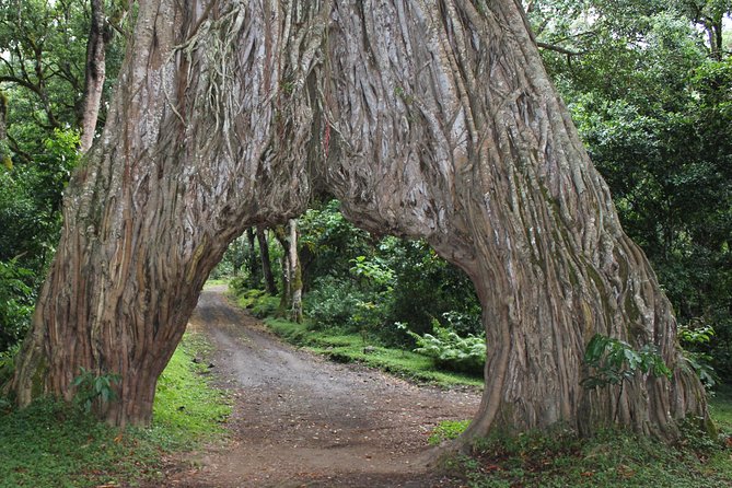 Tanzania - Arusha NP - Private Guided 4x4 Safari - Game Drive & Walking - The Momella lakes and seasonal flamingos
