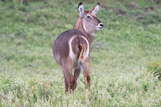 Tanzania - Arusha NP - Private Guided 4x4 Safari - Game Drive & Walking - Why the walking safari changes the day