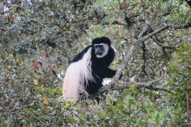 Tanzania - Arusha NP - Private Guided 4x4 Safari - Game Drive & Walking - Who will get the most from this safari