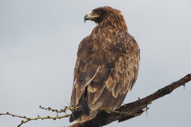Tanzania - Arusha NP - Private Guided 4x4 Safari - Game Drive & Walking - Ngurdoto Crater and its resident animals