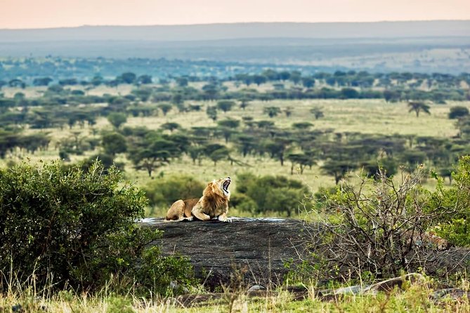 Tanzania Classic - 7 Days - Day 7: Tarangire’s elephants, baobabs, and final drive