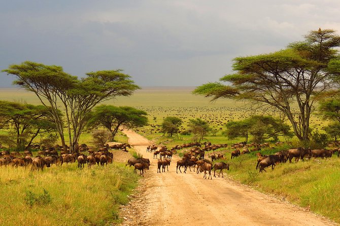 Tanzania Classic - 7 Days - Day 1: an easy arrival in Arusha