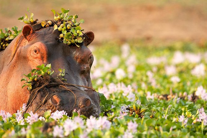 Tanzania Enticing Explorations - 6 Days - Guides are the heart of this safari