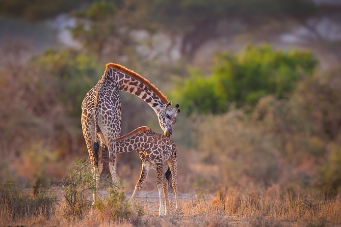 Tanzania Enticing Explorations - 6 Days - Day 2: Lake Manyara’s woodland and alkaline lake