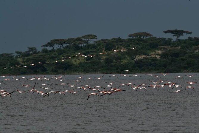 Tanzania Luxury Safari - Day 2: Tarangire’s elephants and baobabs