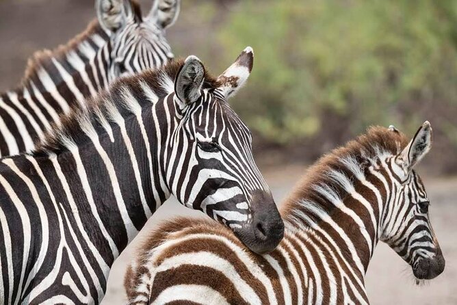 Tanzania Luxury Safari - Day 3: Crossing the highlands into the Serengeti