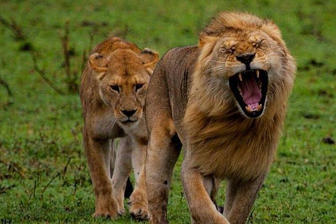 Tanzania Safari - The Great Migration in the North of the Serengeti and Lake Natron - Key things to know before booking