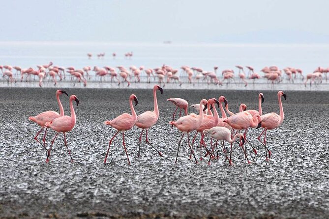 Tanzania Safari - The Great Migration in the North of the Serengeti and Lake Natron - Days 3 and 4: The Serengeti and the northern migration