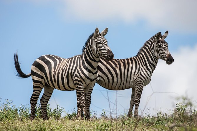 Tanzania Safari - The Great Migration in the North of the Serengeti and Lake Natron - Day 7: A full Tarangire safari