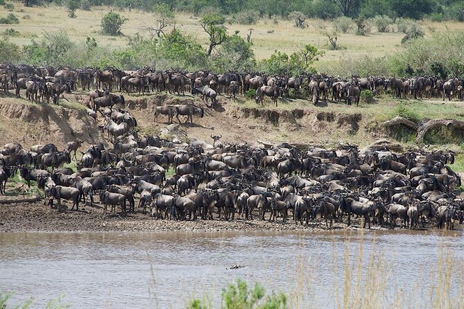 Tanzania Safari - The Great Migration in the North of the Serengeti and Lake Natron - Day 1: Lake Manyara’s forest, lake, and birdlife