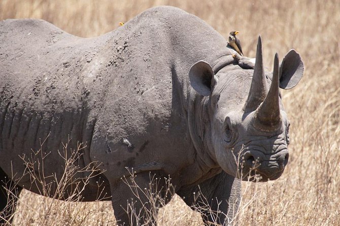 Tanzania safari with guide in Italian, the great Migration of the Serengeti - Why this safari route works