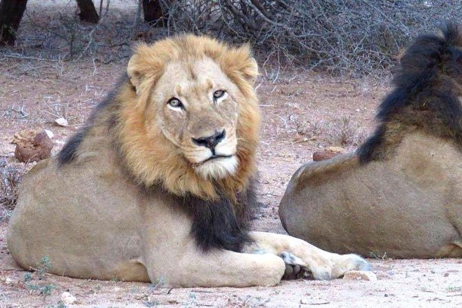 Tanzania safari with guide in Italian, the great Migration of the Serengeti - Day 3: Ngorongoro Crater and a concentrated wildlife day
