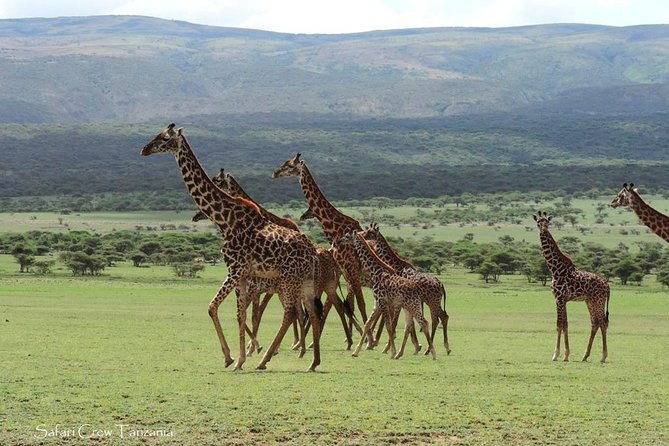 Tanzania safari with guide in Italian, the great Migration of the Serengeti - Day 1: Arriving in Arusha from Kilimanjaro