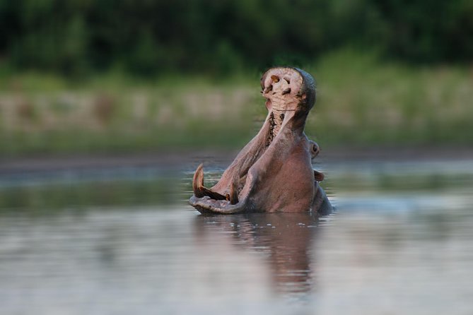 Tanzania Simba Safari - 5 Days - Who will enjoy this safari most