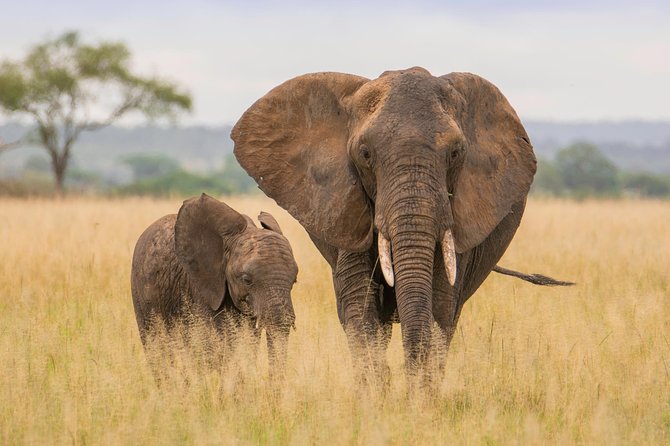 Tanzania Simba Safari - 5 Days - Day 3: A full day searching the Serengeti