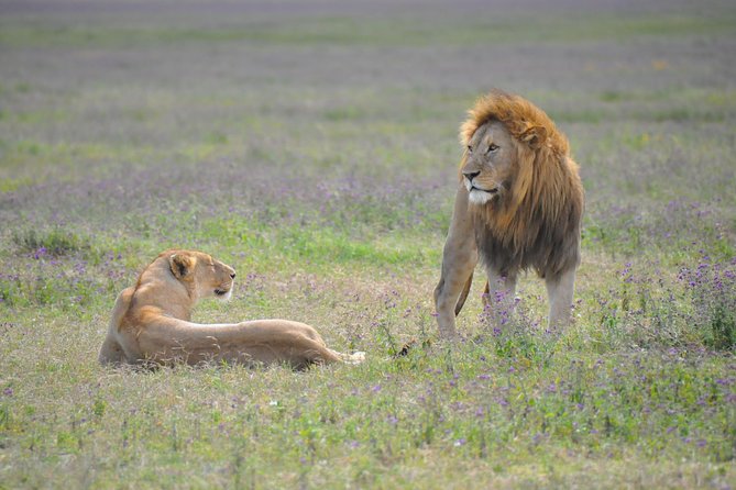 Tanzania Wildlife Encounters - 6 Days - Day 5: One more Serengeti morning, then Ngorongoro