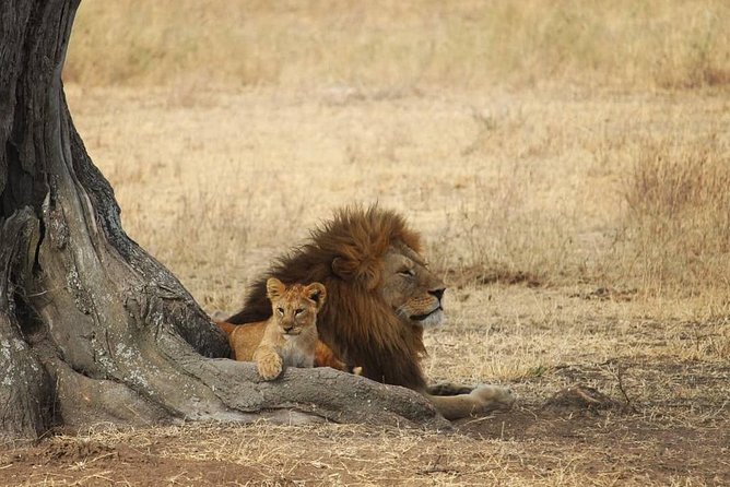 The best Selous 1 day safari from Zanzibar - Key points before you book