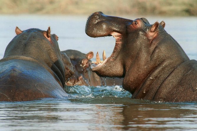 The best Selous 1 day safari from Zanzibar - Why this Zanzibar safari is worth considering