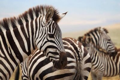 The best Selous 1 day safari from Zanzibar