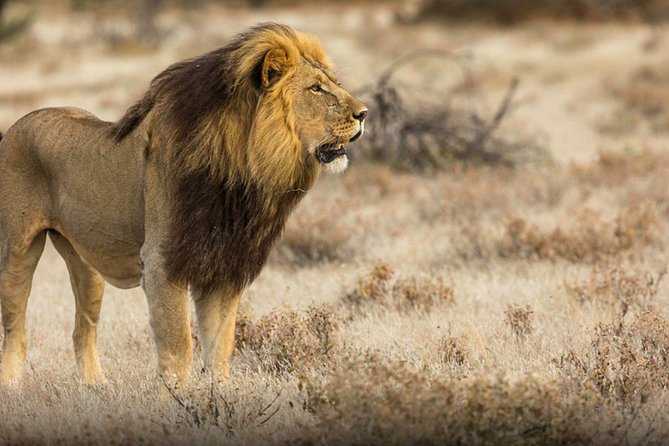 The best Selous 1 day safari from Zanzibar - The final drive and return to Zanzibar