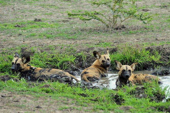 The best Selous 1 day safari from Zanzibar - Group size, guide service, and comfort