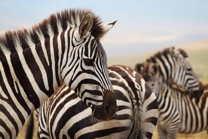 The best Selous 1 day safari from Zanzibar - The early pickup and flight to Mtemere