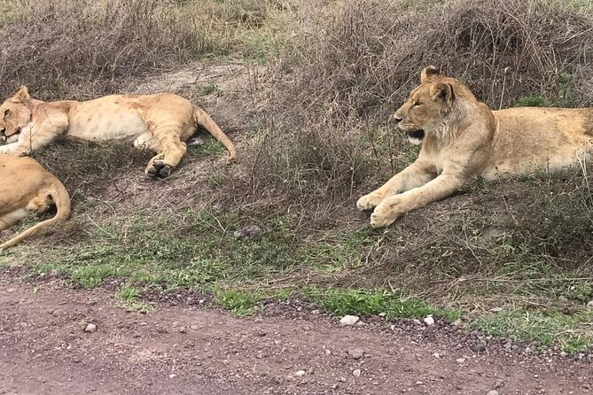 Top Best 5 Days Tanzania Luxury Safari to Serengeti - Why this route works from Arusha
