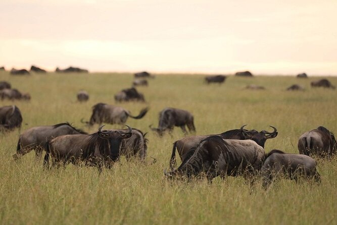 Top Best 5 Days Tanzania Luxury Safari to Serengeti - What the $3,350 price includes