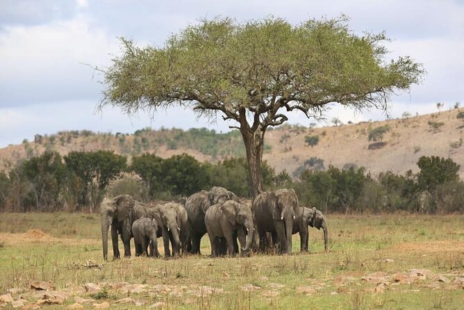 Unforgettable Tanzania Safari And Zanzibar Beach - Day 4: Down into Ngorongoro Crater
