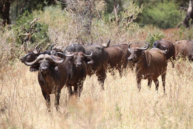 Unforgettable Tanzania Safari And Zanzibar Beach - Days 5 to 7: Three chances in the Serengeti