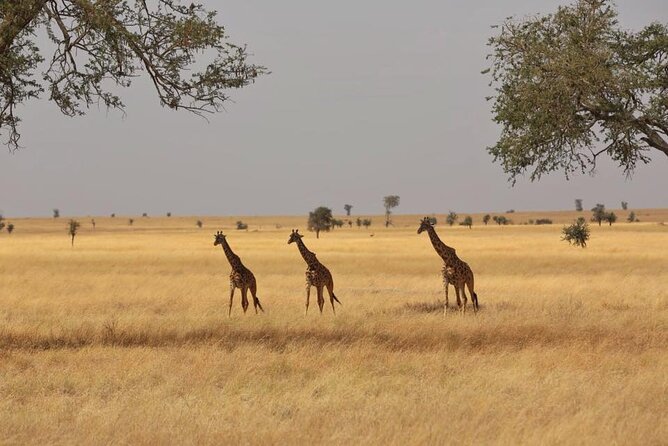 Unforgettable Tanzania Safari And Zanzibar Beach - Day 12: Zanzibar airport transfer