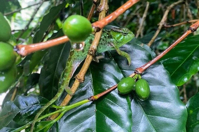 Waterfall, coffee tour & hot springs - lunch and drinks included - Booking, weather, and cancellation details