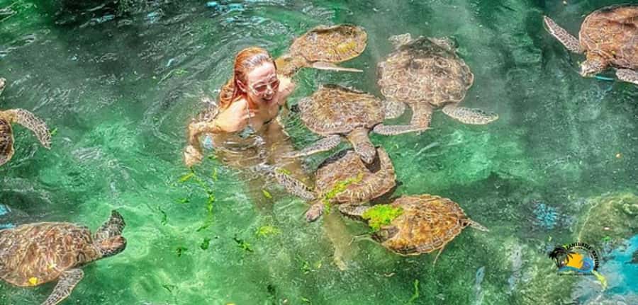 Zanzibar: Baraka Aquarium Feed, Swim & Snorkel with Turtles - Key points to know before booking