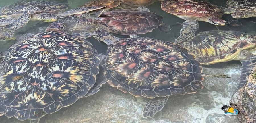 Zanzibar: Baraka Aquarium Feed, Swim & Snorkel with Turtles - The trip from Nungwi to the aquarium