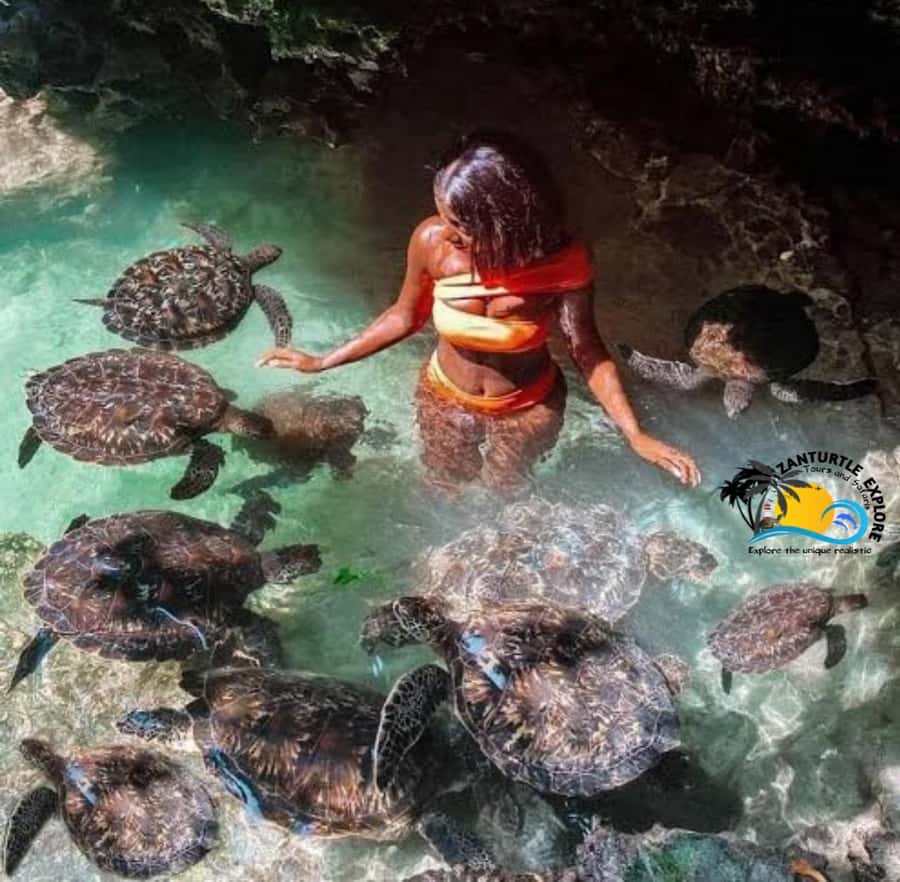 Zanzibar: Baraka Aquarium Feed, Swim & Snorkel with Turtles - The simple facility and the animal setting