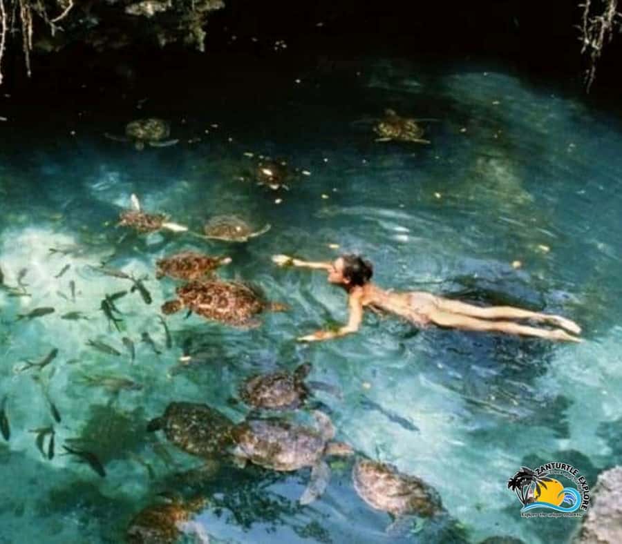 Zanzibar: Baraka Aquarium Feed, Swim & Snorkel with Turtles - A practical way to plan the visit
