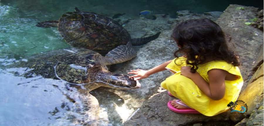 Zanzibar: Baraka Aquarium Feed, Swim & Snorkel with Turtles - Why the rehabilitation story matters